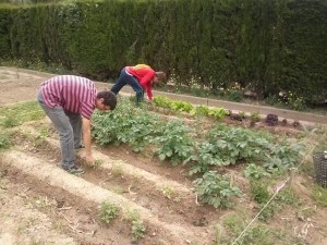 Hort1